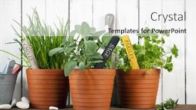  Presentation with flower pots - Theme with chives sage and parsley in pots with flower tags on shelf background and a white colored foreground