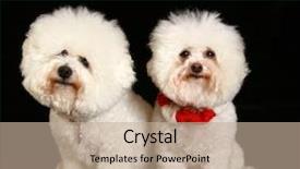  Presentation with pure white - Audience pleasing slides consisting of chloe both pure white backdrop and a coral colored foreground