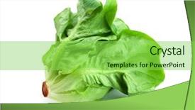  Presentation with crisp - Audience pleasing slide set consisting of chlorophyll - crisp fluffy and fresh butterhead backdrop and a seafoam green colored foreground