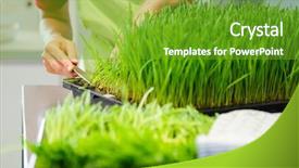  Presentation with chlorophyll - Amazing presentation design having chlorophyll - gardener harvesting wheatgrass with knife backdrop and a  colored foreground
