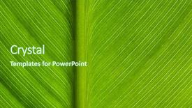  Presentation with water rain drop hanging on a fresh green leaf - Audience pleasing slides consisting of chlorophyll - green leaf macro view backdrop and a  colored foreground