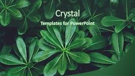  Presentation with chlorophyll - Cool new PPT theme with chlorophyll - green tropical leaves as background backdrop and a ocean colored foreground
