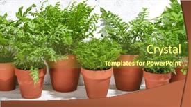  Presentation with chlorophyll - Presentation featuring chlorophyll - house plant fern in potted background and a tawny brown colored foreground