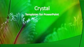  Presentation with palm leaves - Slide set with chlorophyll - palm leaves retro stylization close-up background and a shamrock green colored foreground