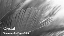  Presentation with palm leaves - PPT theme with chlorophyll - palm leaves retro stylization close-up background and a dark gray colored foreground