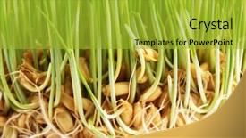  Presentation with chlorophyll - Cool new PPT theme with chlorophyll - sprouted wheat grass seeds closeup backdrop and a gold colored foreground