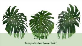  Presentation with tropical leave - Presentation design featuring chlorophyll - tropical leaves on white background background and a seafoam green colored foreground