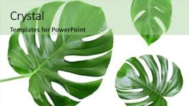  Presentation with chlorophyll - PPT theme featuring chlorophyll - tropical leaves on white background background and a seafoam green colored foreground