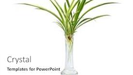  Presentation with plant roots - Presentation theme enhanced with chlorophytum-comosum-spider-plant-growing background and a white colored foreground