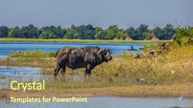  Presentation with animals - Beautiful theme featuring chobe national park in botswana backdrop and a coral colored foreground