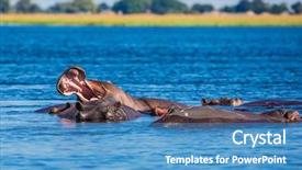  Presentation with exotic animals - Colorful theme enhanced with delta the herd of hippo backdrop and a teal colored foreground