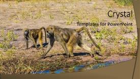  Presentation with tourism - Theme consisting of chobe national park in botswana the baboons at a watering place on large river the concept of exotic tourism in okavango delta background and a yellow colored foreground