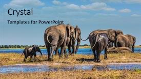  Presentation with african river - Presentation theme consisting of chobe national park in botswana background and a light blue colored foreground