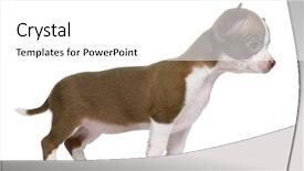  Presentation with old big bike on white - PPT layouts enhanced with chocolate and white chihuahua puppy background and a white colored foreground