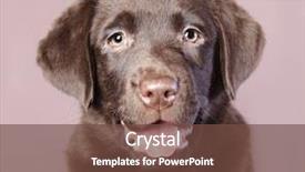  Presentation with full length portrait two men women brown sweater - Audience pleasing presentation consisting of chocolate brown labrador puppy portrait backdrop and a  colored foreground