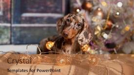  Presentation with dachshund - PPT layouts with chocolate-dachshunds-dog-marble-dachshund background and a coral colored foreground
