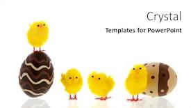  Presentation with chicks - Presentation theme consisting of chocolate eggs with easter chicks isolated over white background background and a white colored foreground