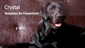  Presentation with handsome - PPT theme consisting of chocolate lab puppy - handsome labrador background and a tawny brown colored foreground