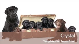  Presentation with cute christmas pug puppy dog - Cool new slide set with chocolate lab puppy - labrador puppies litter dog family backdrop and a violet colored foreground