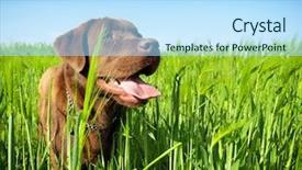  Presentation with youth leadership greenboard young - Beautiful slide set featuring chocolate lab puppy - young labrador retriever backdrop and a light blue colored foreground