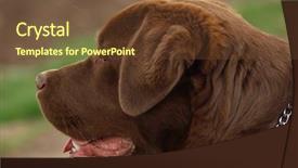  Presentation with young - Colorful slides enhanced with chocolate lab puppy - young labrador retriever backdrop and a  colored foreground