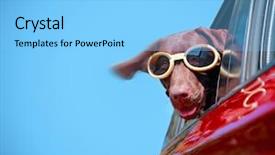  Presentation with lab animal - Audience pleasing slide deck consisting of chocolate lab riding backdrop and a light blue colored foreground