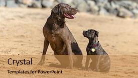  Presentation with fight two boxer boxing - Audience pleasing presentation consisting of chocolate labrador and a baby backdrop and a gold colored foreground