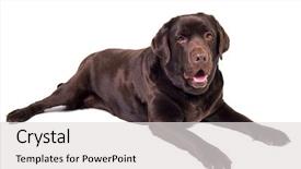  Presentation with white chocolate - Slide set enhanced with chocolate labrador dog girl is background and a  colored foreground