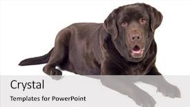  Presentation with white chocolate - Colorful presentation theme enhanced with chocolate labrador dog girl is backdrop and a  colored foreground