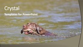  Presentation with trains - Cool new presentation theme with training golden retriever puppy - chocolate labrador jumps backdrop and a coral colored foreground