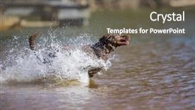  Presentation with trains - Presentation consisting of golden retriever puppy run - chocolate labrador jumps background and a violet colored foreground