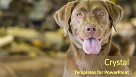  Presentation with trains - Presentation with golden retriever puppy run - chocolate labrador jumps background and a tawny brown colored foreground