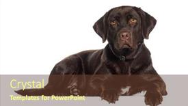  Presentation with radiology dog - PPT theme with chocolate-labrador-retriever-weraing background and a tawny brown colored foreground