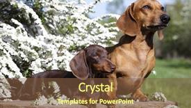  Presentation with dachshund - Colorful slides enhanced with chocolate puppy and red dog backdrop and a tawny brown colored foreground