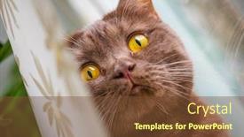  Presentation with modern eye glasses on yellow - Colorful PPT layouts enhanced with chocolate-scottish-cat-with-yellow backdrop and a tawny brown colored foreground