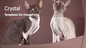  Presentation with hello kitty cute little kitten - Audience pleasing PPT theme consisting of chocolate theme - cornish rex kitten 3 months backdrop and a tawny brown colored foreground