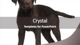  Presentation with old fashioned black and white - Beautiful presentation theme featuring chocolate theme - labrador 3 months old standing backdrop and a  colored foreground