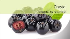  Presentation with black - Presentation theme with rowan - chokeberry with leaf black aronia background and a blonde colored foreground