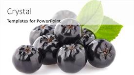  Presentation with black - Slide set with chokeberry-with-leaf-black-ashberry background and a white colored foreground