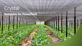  Presentation with grown - Presentation design with chomolia-plant-or-kale background and a gray colored foreground