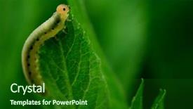  Presentation with caterpillar - Theme enhanced with chomp - caterpillar feeding on a leaf background and a forest green colored foreground