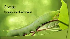  Presentation with caterpillar - Colorful presentation enhanced with chomp - caterpillar on green leaf closeup backdrop and a yellow colored foreground