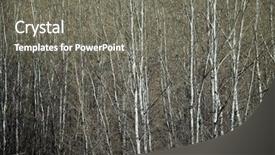  Presentation with winter evergreen forest - Theme having choper - poplar forest in winter background and a gray colored foreground