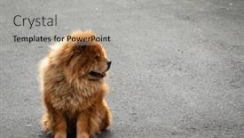  Presentation with wait - PPT layouts featuring chow-chow-dog-stand background and a light gray colored foreground