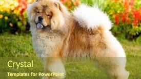  Presentation with dog - Audience pleasing presentation design consisting of chow-chow-dog backdrop and a tawny brown colored foreground