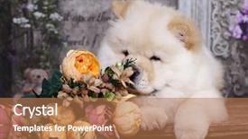  Presentation with human and dog paw print - PPT layouts with chow chow dog background and a coral colored foreground
