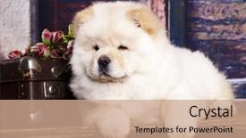  Presentation with human and dog paw print - Cool new theme with chow chow dog backdrop and a coral colored foreground
