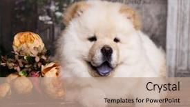  Presentation with dog - Slide deck with chow chow dog background and a coral colored foreground