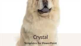  Presentation with molecular biology white - PPT layouts having chow chow in front of a white background background and a soft green colored foreground