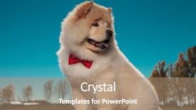  Presentation with puppy - Amazing PPT theme having chow puppy dog looks back backdrop and a coral colored foreground